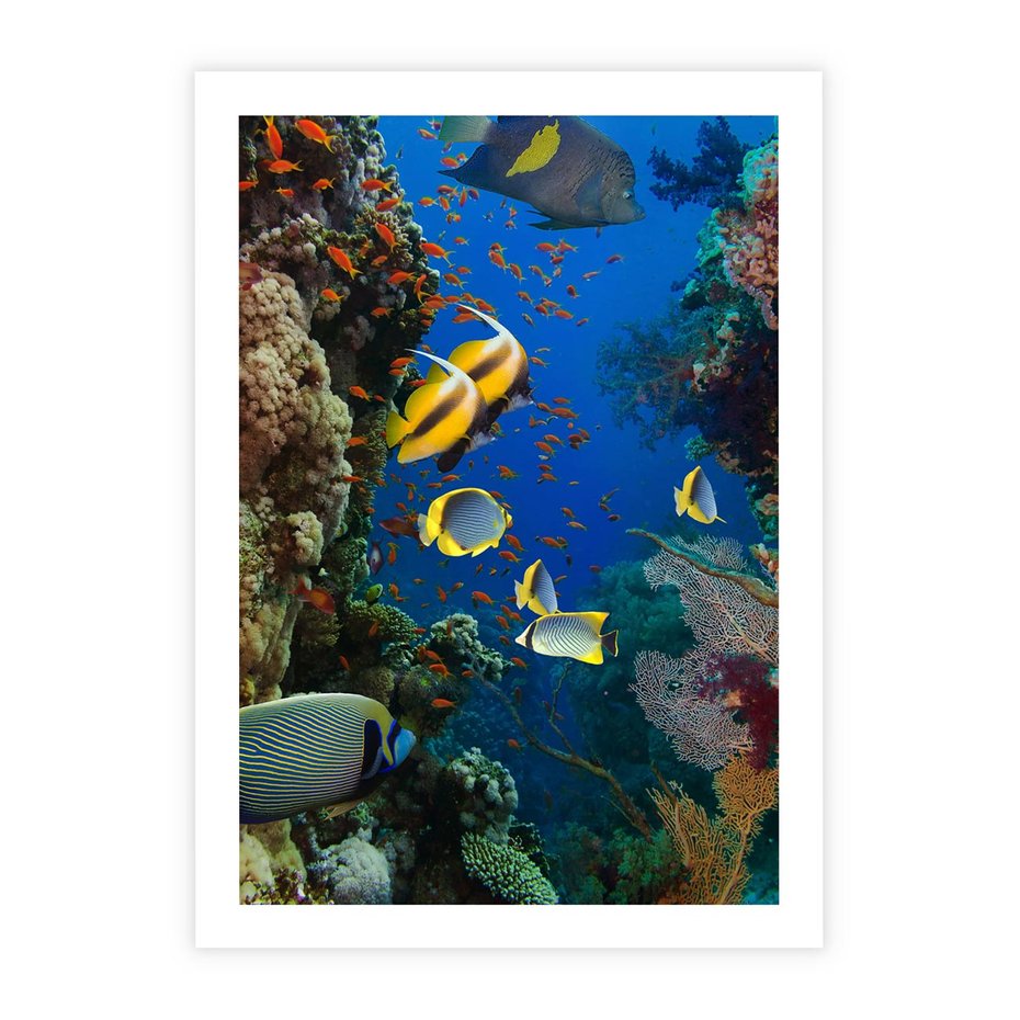 Plakat bez ramy 21x30 - Podwodne królestwo rafy koralowej - rafa, koralowa