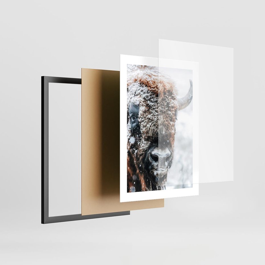 Plakat w ramie 30x40 - Żubr w Krainie Śniegu - żubr, zima - rama czarna