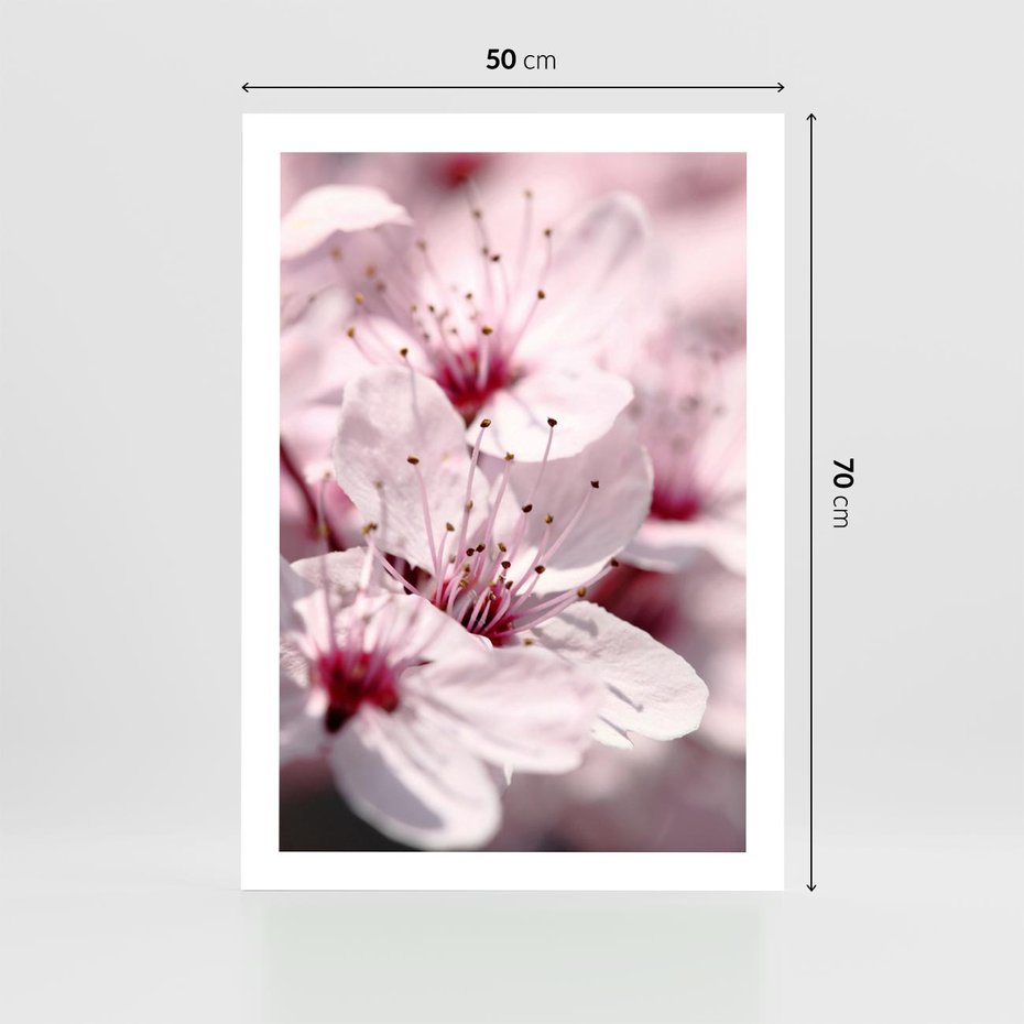 Plakat bez ramy 50x70 - Kwitnąca Wiśnia - kwiaty, kwitnąca