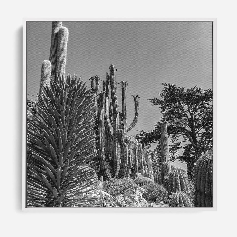 Obraz w ramie 80x80 - Pustynny Klimat - czarno białe zdjecie, pustynia - rama biała