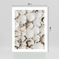 Plakat bez ramy 40x50 - Białe Muszle - białe muszle, ujęcie z góry