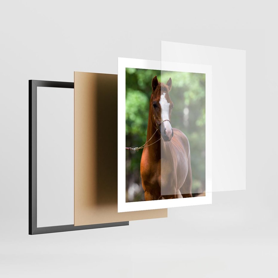 Plakat w ramie 40x50 - Portret Szlachetnego Konia - koń, portret - rama czarna