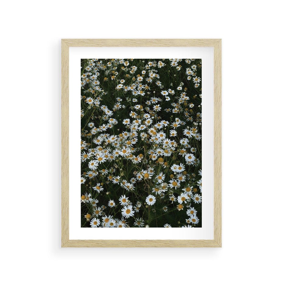 Plakat w ramie 30x40 - Stokrotkowa Idylla na Łące - łąka, stokrotki - rama drewno