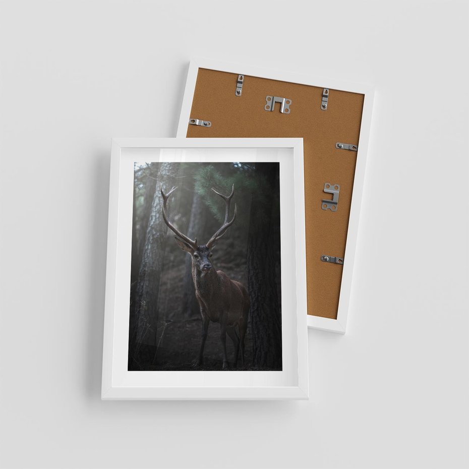 Plakat w ramie 30x40 - Jeleń wśród lasu - jeleń, las - rama biała