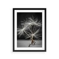 Plakat w ramie 30x40 - Delikatność dmuchawców zbliżenie - dmuchawce, zbliżenie - rama czarna