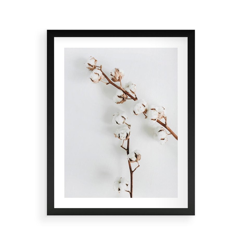 Plakat w ramie 40x50 - Gałęzie Bawełny na Białym Tle - gałęzie bawełny na białym tle, minimalizm - rama czarna