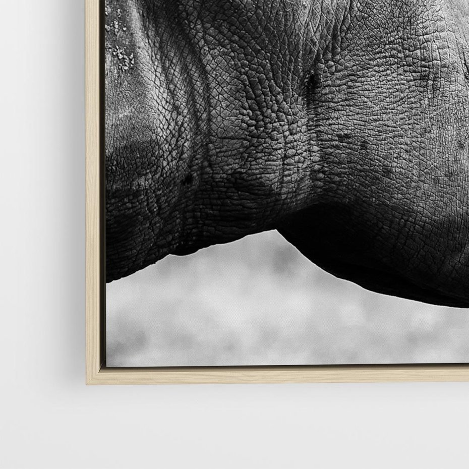 Obraz w ramie 80x80 - Potęga Afryki - czarno biała fotografia, zbliżenie na postać nosorożca - rama drewno