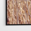 Obraz w ramie 100x70 - Mistrzowskie suche trawy - suche, trawy - rama czarna
