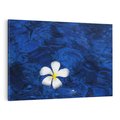 Obraz na płótnie 70x50 - Kwiaty wodne delikatność natury - kwiat, woda