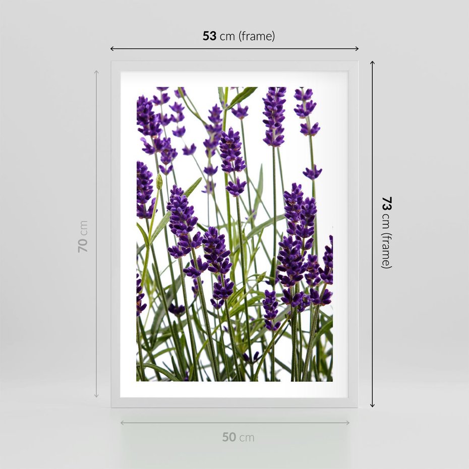 Plakat w ramie 50x70 - Fioletowa harmonia lawendy - lawenda, fiolet - rama biała