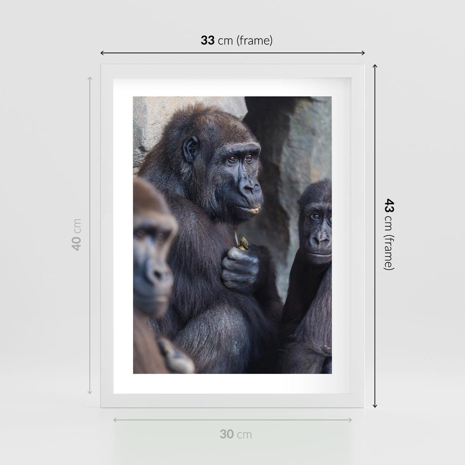 Plakat w ramie 30x40 - Małpy w ich naturalnym środowisku - małpy, szympansy - rama biała