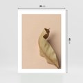 Plakat bez ramy 30x40 - Boho suszone liście - suszony, liść