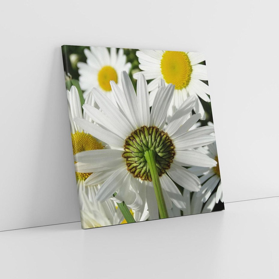 Obraz na płótnie 30x30 - Stokrotki w pełnym rozkwicie - stokrotki, kwiaty
