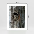 Plakat bez ramy 30x40 - Tajemniczy W świecie Nocy - sowa, dziupla