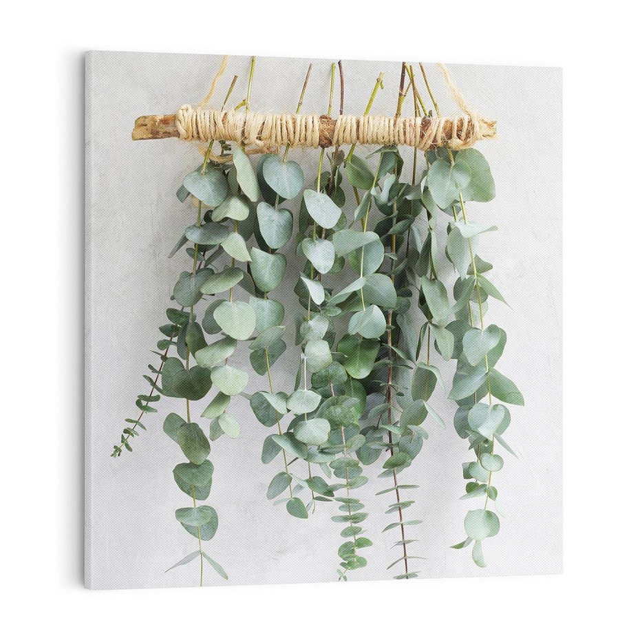 Obraz na płótnie 70x70 - Uwodzicielska zieleń eukaliptusa - eukaliptus, zielone