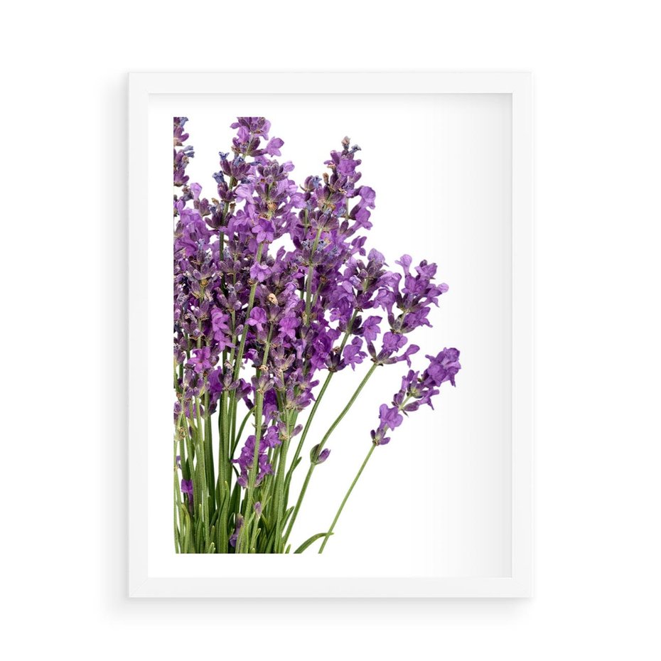 Plakat w ramie 50x70 - Pola lawendy w pełnym rozkwicie - lawenda, kwiaty - rama biała
