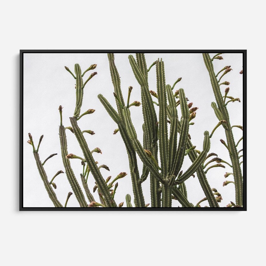 Obraz w ramie 70x50 - Ekskluzywna Roślinność - kaktusy, liście - rama czarna