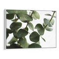 Obraz w ramie 70x50 - Zielone eukaliptusy - eukaliptus, liście - rama biała