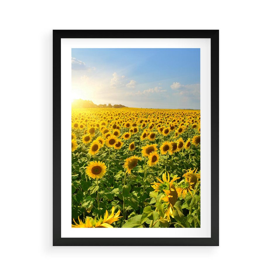Plakat w ramie 50x70 - Idylla na łące słoneczników - łąka, słoneczniki - rama czarna