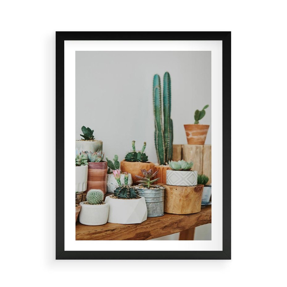 Plakat w ramie 50x70 - Kaktusowa Galeria w Doniczkach - kaktusy w doniczkach, fotografia - rama czarna