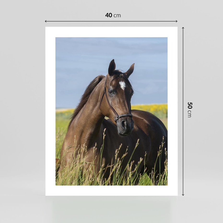 Plakat bez ramy 40x50 - Siła i piękno natury - koń, łąka