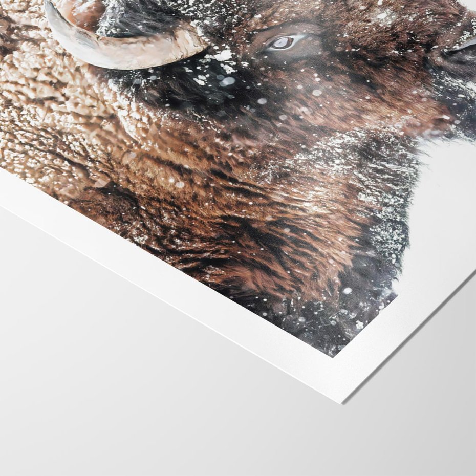Plakat bez ramy 30x40 - Obraz Dzikiej Przyrody w Śnieżnym Otoczeniu - żubr, śnieg