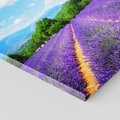 Obraz na płótnie 80x80 - Prowansalska Lawenda - lawenda, prowansja