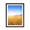 Plakat w ramie 50x70 - Żyzne Pola - pole, pszenicy - rama czarna