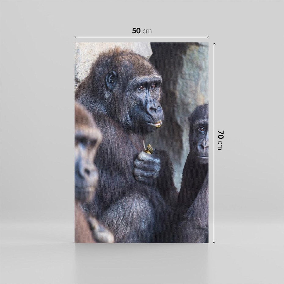Obraz na płótnie 50x70 - Małpy w ich naturalnym środowisku - małpy, szympansy