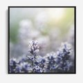 Obraz w ramie 50x50 - Delikatna Uroda Natury - wrzosy, fiolet - rama czarna