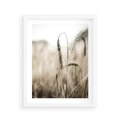 Plakat w ramie 40x50 - Kłosy Pszenicy w Sepii - zboże, kłos pszenicy - rama biała
