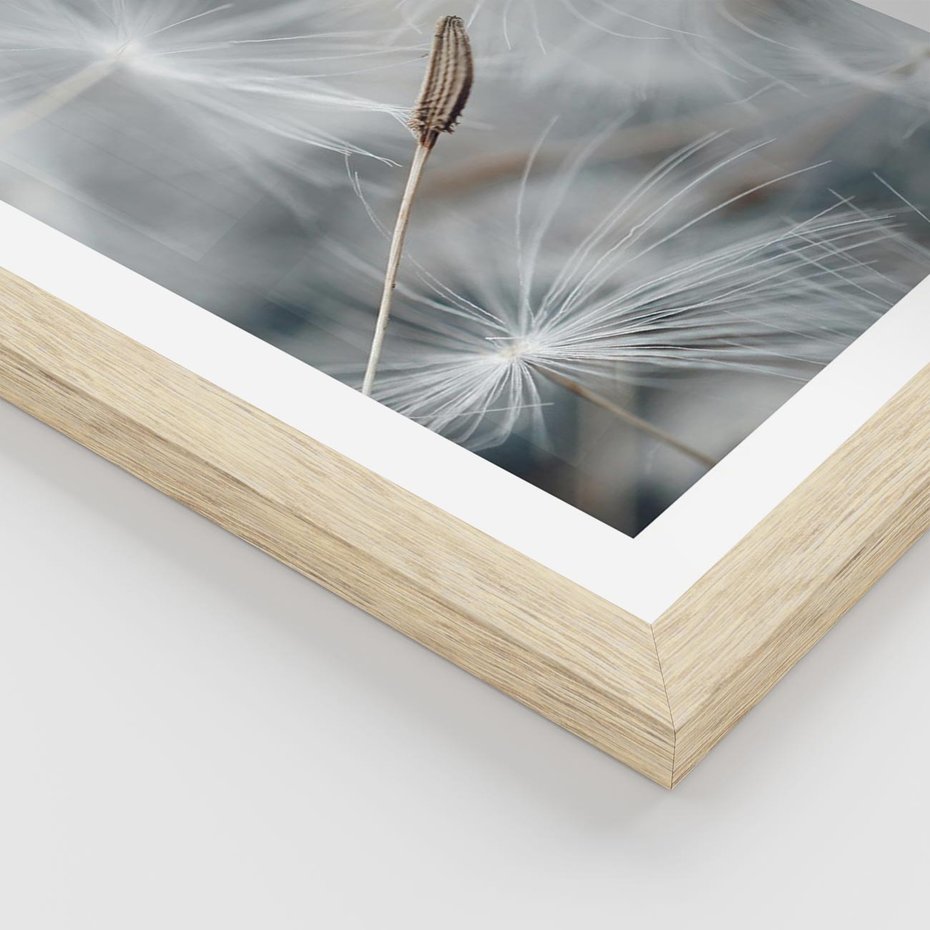Plakat w ramie 50x70 - Piękno w Delikatności - dmuchawiec, makro zdjęcie - rama drewno