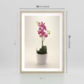 Plakat w ramie 50x70 - Delikatność storczyka orchidei - storczyk, orchidea - rama drewno