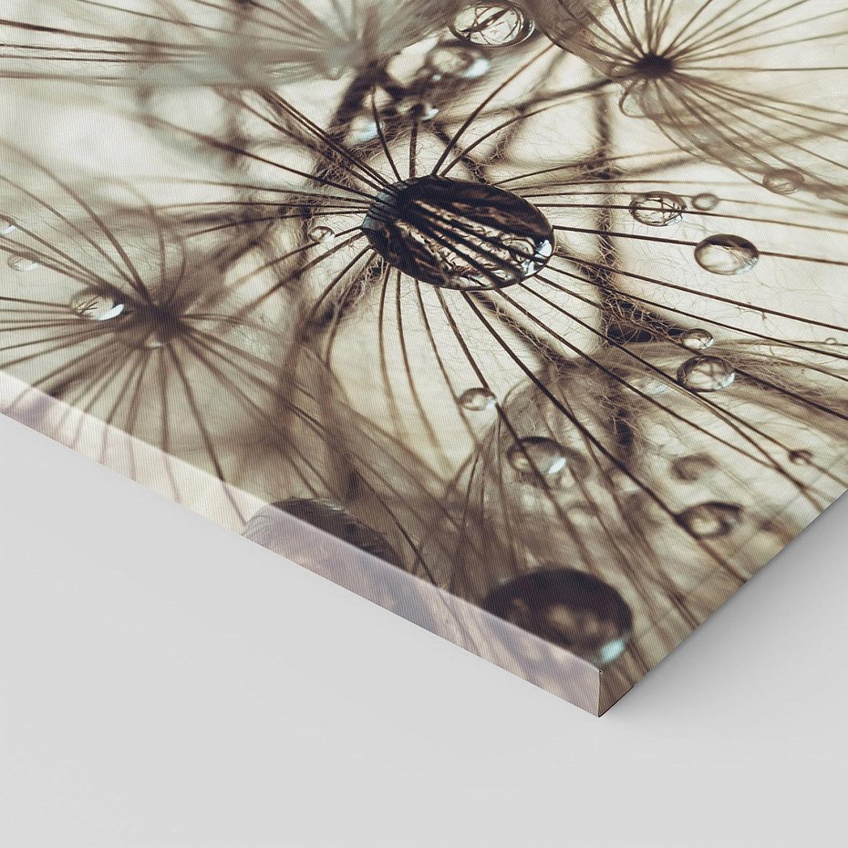 Obraz na płótnie 30x30 - Lekkie dmuchawce - dmuchawce, krople