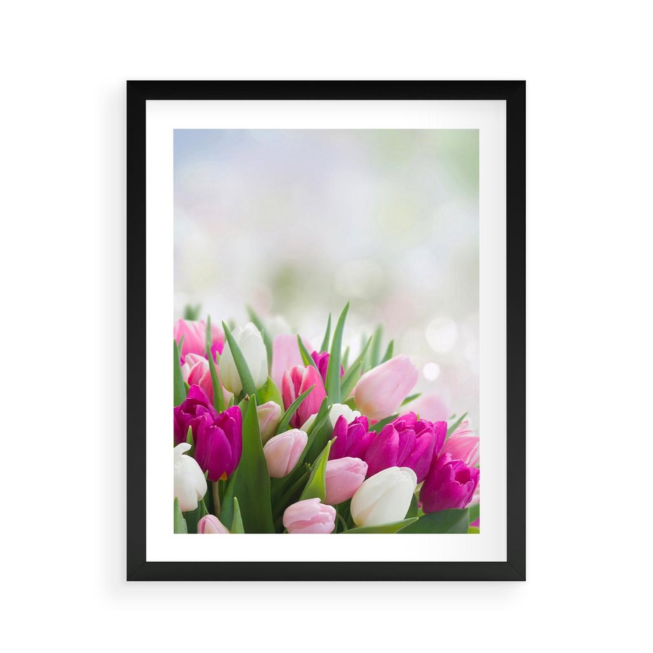 Plakat w ramie 40x50 - Tulipany w pełnym rozkwicie - tulipany, kwiaty - rama czarna