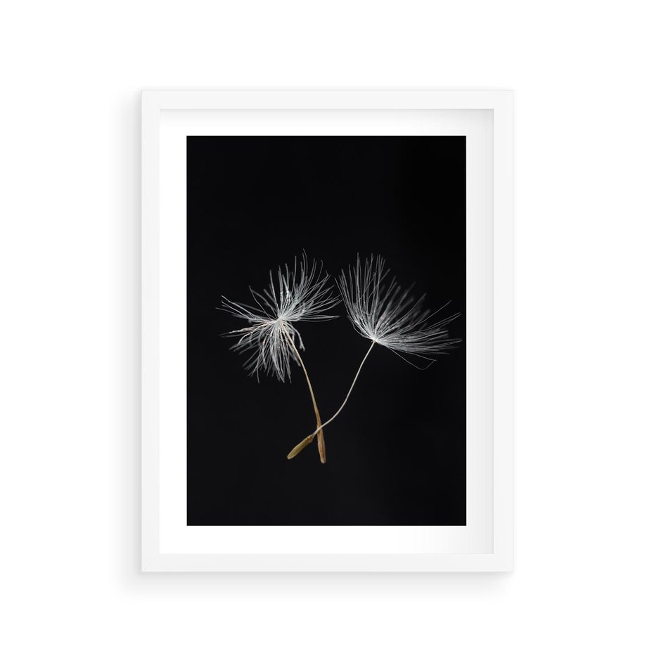 Plakat w ramie 30x40 - Delikatność Wiatru - dmuchawce, makro - rama biała