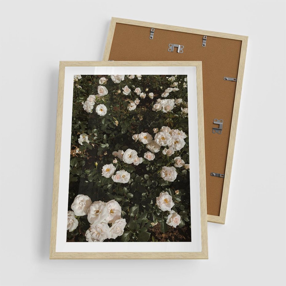 Plakat w ramie 50x70 - Czyste Piękno - białe kwiaty, białe róże - rama drewno
