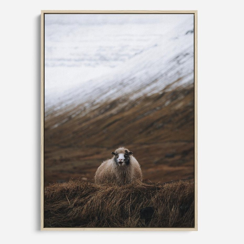 Obraz w ramie 50x70 - Owiecka panorama - góry, owca - rama drewno
