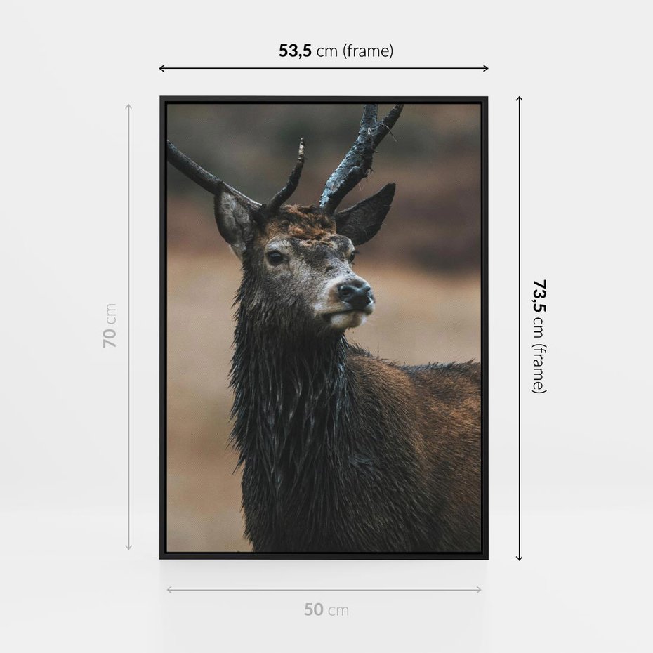 Obraz w ramie 50x70 - Spokojny jeleń - jeleń, las - rama czarna