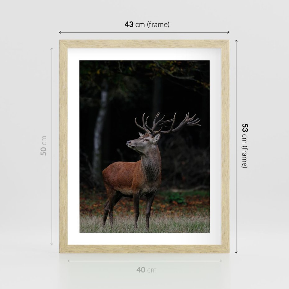 Plakat w ramie 40x50 - Spotkanie z naturą - jeleń, las - rama drewno
