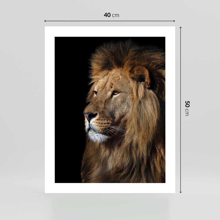 Plakat bez ramy 40x50 - Władca Dzikiej Przyrody - lew, król