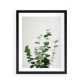Plakat w ramie 40x50 - Żywa eukaliptusowa zieleń - eukaliptus, zielone - rama czarna