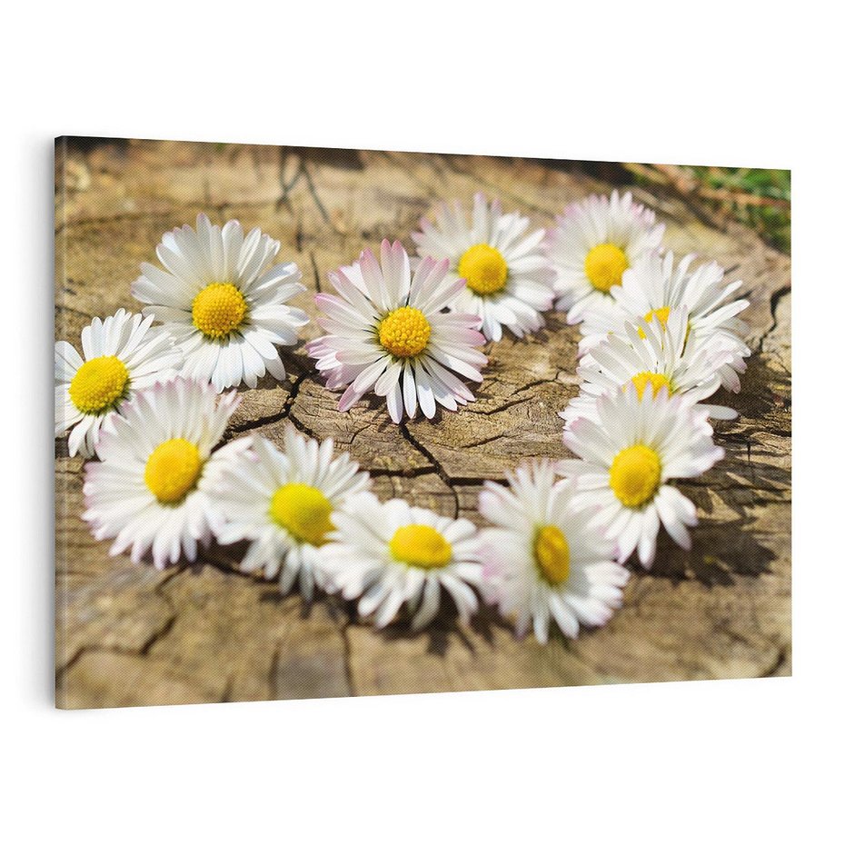 Obraz na płótnie 100x70 - Stokrotki w naturalnym otoczeniu - stokrotki, natura