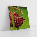 Obraz na płótnie 40x40 - Czereśnie w Koszyku Owocowy Skarb - czereśnie, koszyk