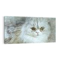 Obraz na płótnie 100x50 - Zwierzęca abstrakcja: Kot - kot, zwierzę