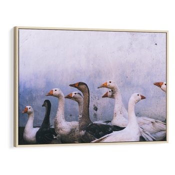 Obraz w ramie 120x80 - Spotkanie Wśród Piór - uchwycony moment, fotografia - rama drewno