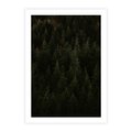 Plakat bez ramy 50x70 - Ciemny las iglasty - las, iglasty