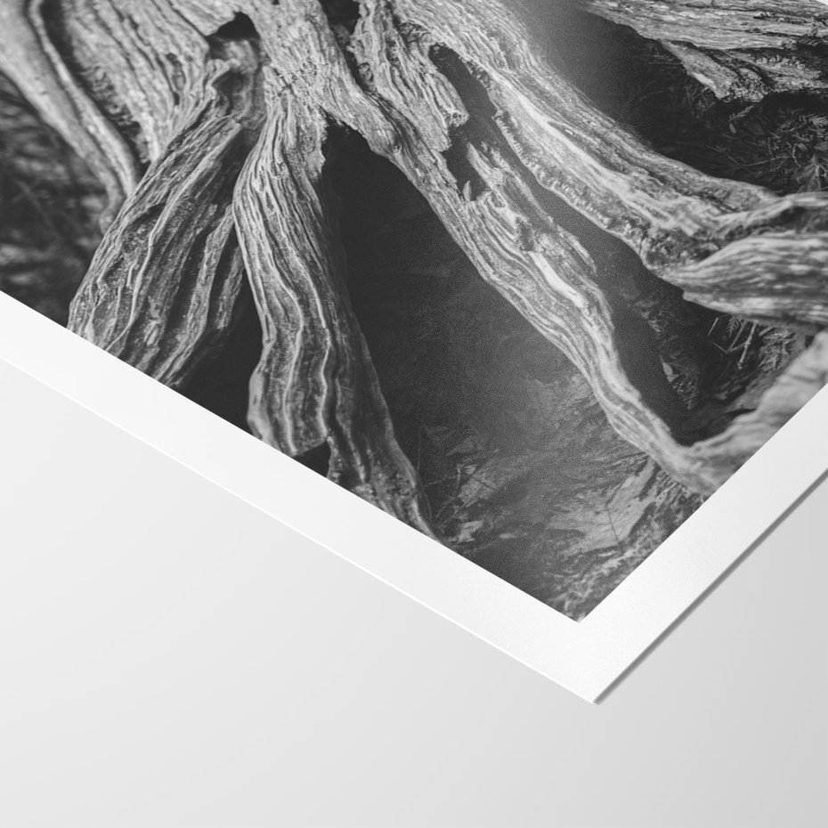 Plakat bez ramy 50x70 - Siła Natury - czarno biała fotografia, korzenie wielkiego drzewa