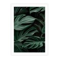 Plakat bez ramy 21x30 - Zielone Liście Monstery w Dżungli - zielone liście monstery, dżungla