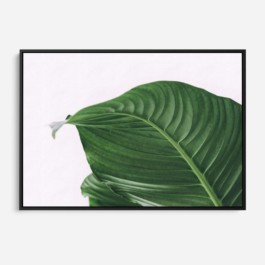 Obraz w ramie 70x50 - Zielone liście monstery - liście, monstera - rama czarna